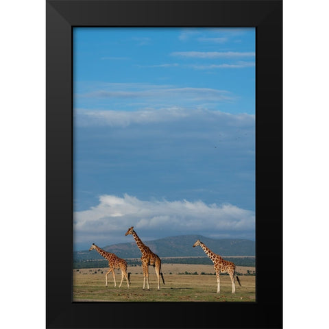 Africa-Kenya-Northern Frontier District-Ol Pejeta Conservancy-Reticulated giraffes Black Modern Wood Framed Art Print by Hopkins, Cindy Miller