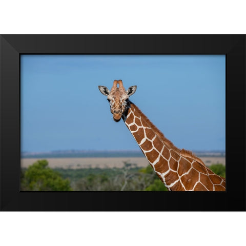 Africa-Kenya-Laikipia Plateau-Ol Pejeta Conservancy-Reticulated giraffe Endangered species Black Modern Wood Framed Art Print by Hopkins, Cindy Miller