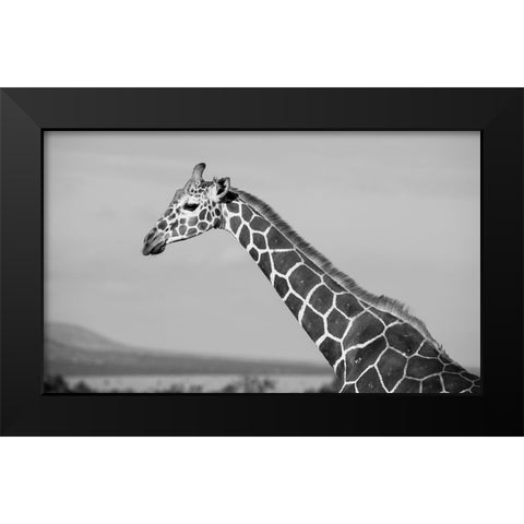Africa-Kenya-Ol Pejeta Conservancy-Reticulated giraffe Endangered species Black Modern Wood Framed Art Print by Hopkins, Cindy Miller
