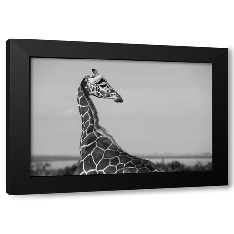 Africa-Kenya-Ol Pejeta Conservancy-Reticulated giraffe Endangered species Black Modern Wood Framed Art Print with Double Matting by Hopkins, Cindy Miller