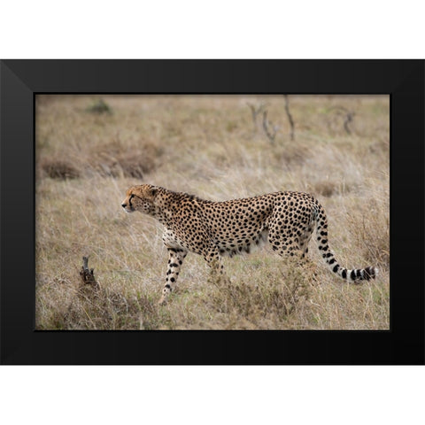 Africa-Kenya-Laikipia Plateau-Ol Pejeta Conservancy-Lone male cheetah-endangered species Black Modern Wood Framed Art Print by Hopkins, Cindy Miller