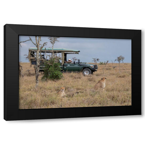 Africa-Kenya-Ol Pejeta Conservancy-Safari jeep with male cheetahs-endangered species Black Modern Wood Framed Art Print with Double Matting by Hopkins, Cindy Miller
