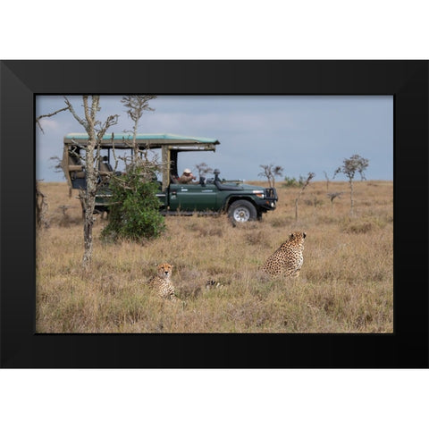 Africa-Kenya-Ol Pejeta Conservancy-Safari jeep with male cheetahs-endangered species Black Modern Wood Framed Art Print by Hopkins, Cindy Miller