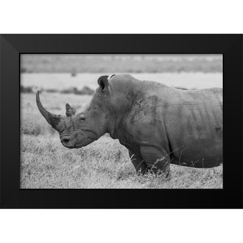 Kenya-Ol Pejeta Conservancy-Southern white rhinoceros-Ceratotherium simum simum Black Modern Wood Framed Art Print by Hopkins, Cindy Miller