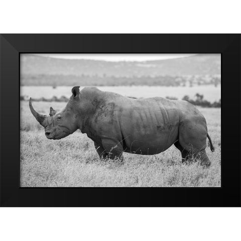 Africa-Kenya-Laikipia Plateau-Ol Pejeta Conservancy-Southern white rhinocero-lone male Black Modern Wood Framed Art Print by Hopkins, Cindy Miller