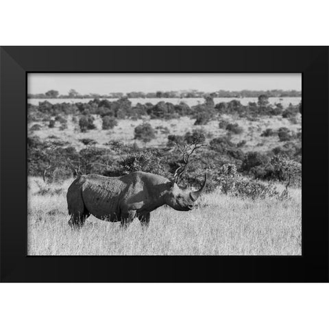 Africa-Kenya-Ol Pejeta Conservancy-Black rhinoceros-aka hook-lipped-Critically Endangered species Black Modern Wood Framed Art Print by Hopkins, Cindy Miller