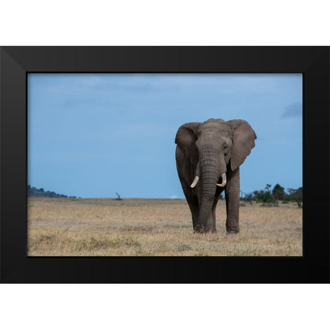Africa-Kenya-Laikipia Plateau-Ol Pejeta Conservancy-Lone bull African elephant Black Modern Wood Framed Art Print by Hopkins, Cindy Miller