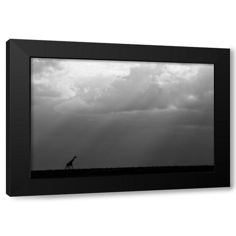 Kenya-Serengeti-Maasai Mara-Masai giraffe in front of stormy sky-Endangered species Black Modern Wood Framed Art Print by Hopkins, Cindy Miller