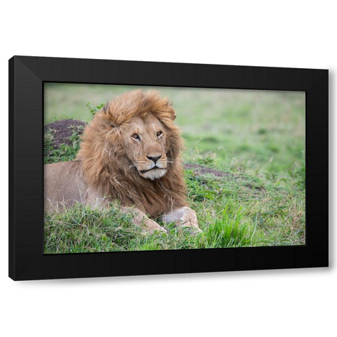 Africa-Kenya-Northern Serengeti Plains-Maasai Mara-Male lion Black Modern Wood Framed Art Print with Double Matting by Hopkins, Cindy Miller