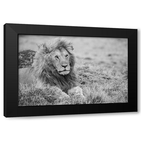 Africa-Kenya-Northern Serengeti Plains-Maasai Mara-Male lion Black Modern Wood Framed Art Print with Double Matting by Hopkins, Cindy Miller