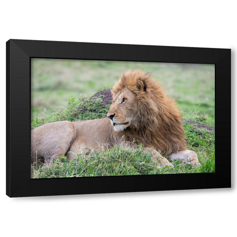 Africa-Kenya-Northern Serengeti Plains-Maasai Mara-Male lion Black Modern Wood Framed Art Print with Double Matting by Hopkins, Cindy Miller