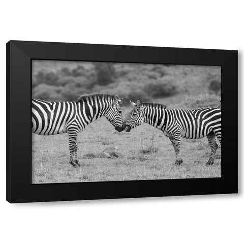 Africa-Kenya-Serengeti-Maasai Mara-Plains zebra aka common or Burchells zebra Black Modern Wood Framed Art Print with Double Matting by Hopkins, Cindy Miller