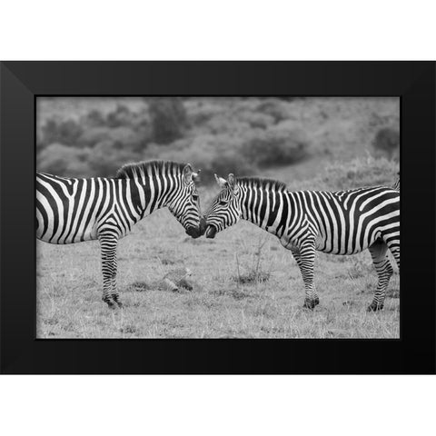 Africa-Kenya-Serengeti-Maasai Mara-Plains zebra aka common or Burchells zebra Black Modern Wood Framed Art Print by Hopkins, Cindy Miller