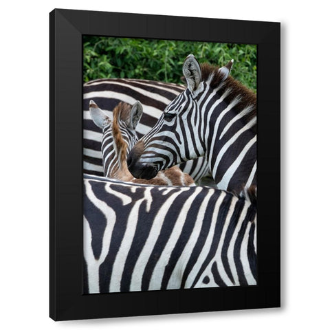 Africa-Kenya-Serengeti Plains-Maasai Mara-Plains zebra aka common or Burchells zebra Black Modern Wood Framed Art Print with Double Matting by Hopkins, Cindy Miller