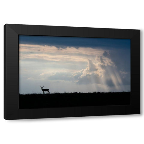 Africa-Kenya-Serengeti Plains-Maasai Mara-Impala-silhouette with storm clouds Black Modern Wood Framed Art Print by Hopkins, Cindy Miller