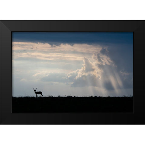 Africa-Kenya-Serengeti Plains-Maasai Mara-Impala-silhouette with storm clouds Black Modern Wood Framed Art Print by Hopkins, Cindy Miller