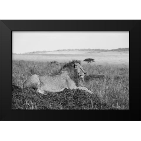Africa-Kenya-Serengeti-Maasai Mara-Young male lion in typical Serengeti plains habitat Black Modern Wood Framed Art Print by Hopkins, Cindy Miller