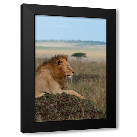 Africa-Kenya-Serengeti Plains-Maasai Mara-Young male lion in typical Serengeti habitat Black Modern Wood Framed Art Print with Double Matting by Hopkins, Cindy Miller