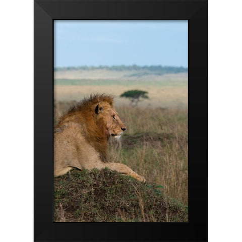 Africa-Kenya-Serengeti Plains-Maasai Mara-Young male lion in typical Serengeti habitat Black Modern Wood Framed Art Print by Hopkins, Cindy Miller