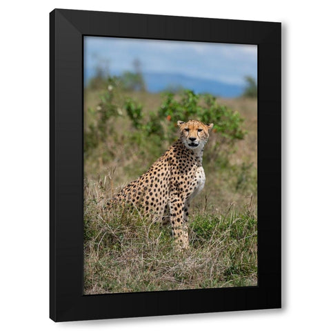 Africa-Kenya-Serengeti Plains-Maasai Mara-Female cheetah-endangered species Black Modern Wood Framed Art Print by Hopkins, Cindy Miller
