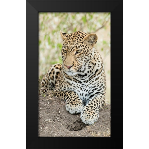 African leopard- Kenya- Africa Black Modern Wood Framed Art Print by McDonald, Joe and Maryann