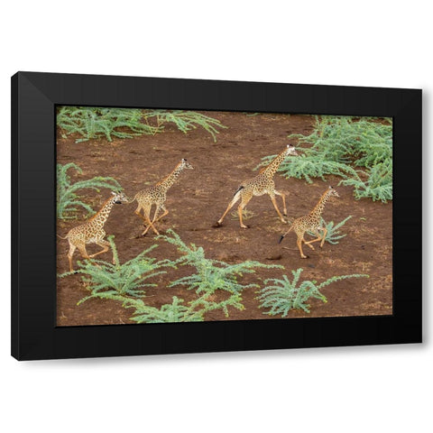 Africa-Kenya-Shompole-Aerial view herd of Giraffes running in Shompole Conservancy in Rift Valley Black Modern Wood Framed Art Print with Double Matting by Souders, Paul