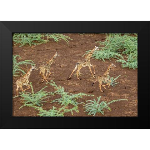 Africa-Kenya-Shompole-Aerial view herd of Giraffes running in Shompole Conservancy in Rift Valley Black Modern Wood Framed Art Print by Souders, Paul