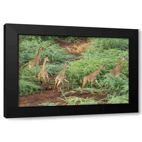 Africa-Kenya-Shompole-Aerial view herd of Giraffes walking in Shompole Conservancy in Rift Valley Black Modern Wood Framed Art Print by Souders, Paul