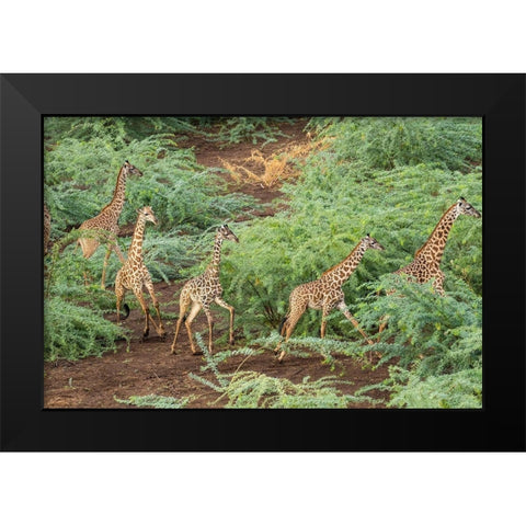 Africa-Kenya-Shompole-Aerial view herd of Giraffes walking in Shompole Conservancy in Rift Valley Black Modern Wood Framed Art Print by Souders, Paul