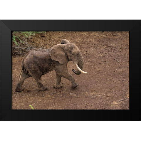 Africa-Kenya-Shompole-Aerial view of large adult Elephant walking Black Modern Wood Framed Art Print by Souders, Paul