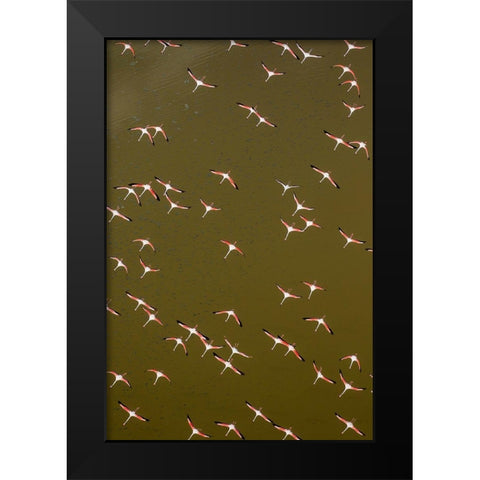 Africa-Kenya-Magadi-Aerial view of Lesser Flamingos flying along shore of Lake Magadi Black Modern Wood Framed Art Print by Souders, Paul
