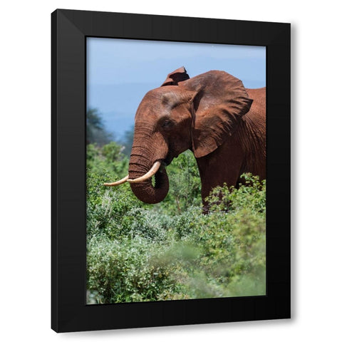 African elephant-Loxodonta africana-Tsavo-Kenya Black Modern Wood Framed Art Print by Pitamitz, Sergio