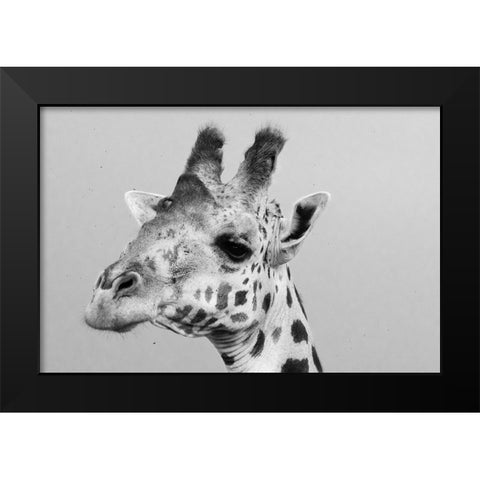 Portrait of a giraffe-Giraffa camelopardalis-Tsavo-Kenya Black Modern Wood Framed Art Print by Pitamitz, Sergio