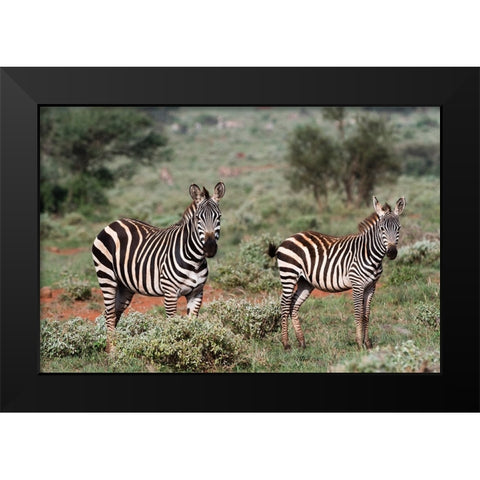 Plains zebra-Equus quagga-Tsavo-Kenya Black Modern Wood Framed Art Print by Pitamitz, Sergio