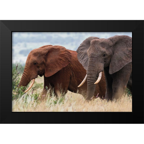 Two African elephants-Loxodonta africana-Tsavos soil-Tsavo-Kenya Black Modern Wood Framed Art Print by Pitamitz, Sergio