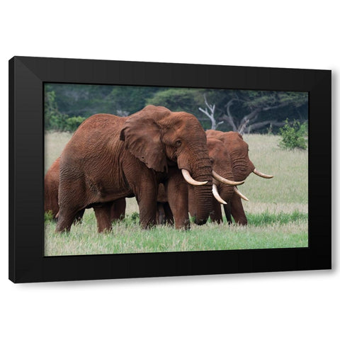 African elephants-Loxodonta africana-Tsavo-Kenya Black Modern Wood Framed Art Print by Pitamitz, Sergio