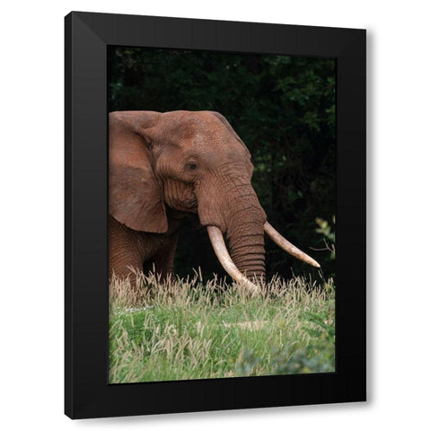 An African elephant-Loxodonta africana-with long tusks-walking in a forest-Tsavo-Kenya Black Modern Wood Framed Art Print with Double Matting by Pitamitz, Sergio