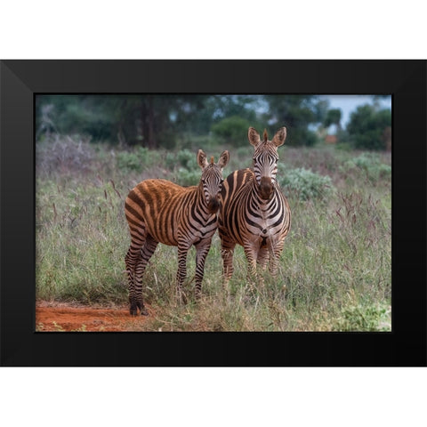 Plains zebra-Equus quagga-and calf-Tsavo-Kenya Black Modern Wood Framed Art Print by Pitamitz, Sergio