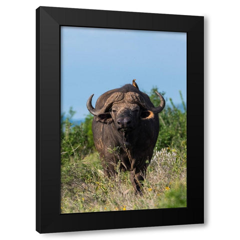 Yellow-billed oxpecker-Buphagus africanus-on a Cape buffalo-Syncerus caffer-Tsavo-Kenya Black Modern Wood Framed Art Print by Pitamitz, Sergio
