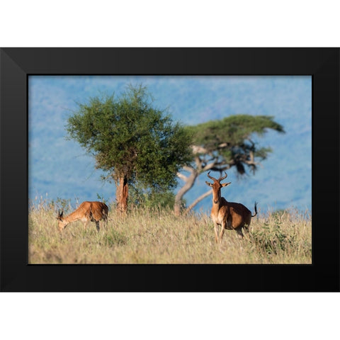 Cokes hartebeest-Alcelaphus buselaphus cokii-with its calf-Lualenyi-Tsavo-Kenya Black Modern Wood Framed Art Print by Pitamitz, Sergio