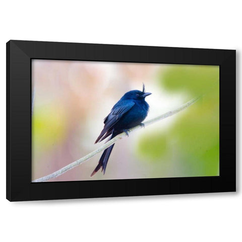 Madagascar Crested drongo perched on limb Black Modern Wood Framed Art Print with Double Matting by Williams, Joanne