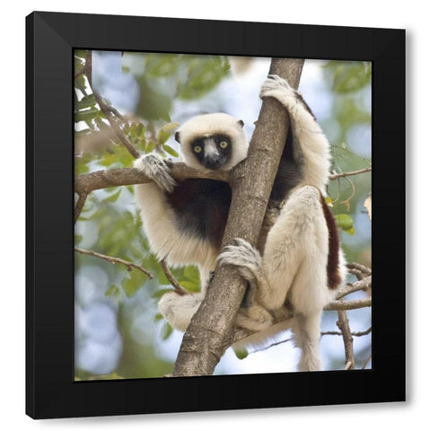 Madagascar Sifaka lemur perched in tree Black Modern Wood Framed Art Print by Williams, Joanne