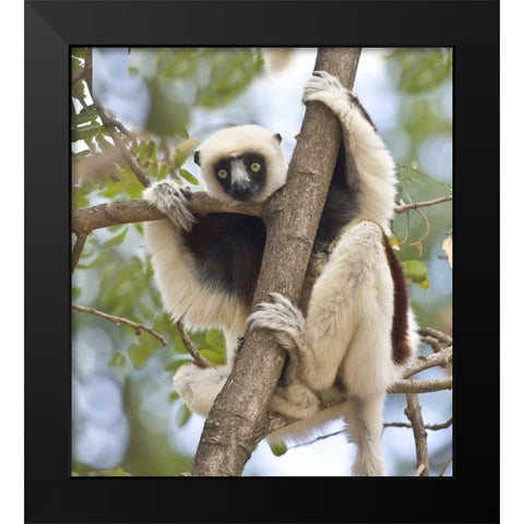 Madagascar Sifaka lemur perched in tree Black Modern Wood Framed Art Print by Williams, Joanne
