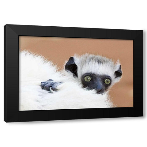 Madagascar Verreaus sifaka baby and mother Black Modern Wood Framed Art Print with Double Matting by Williams, Joanne