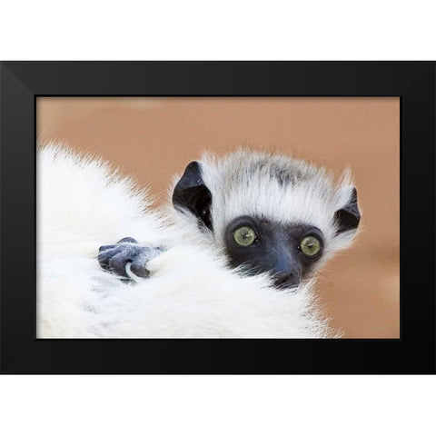 Madagascar Verreaus sifaka baby and mother Black Modern Wood Framed Art Print by Williams, Joanne