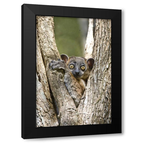 Madagascar White-footed sportive lemur in tree Black Modern Wood Framed Art Print by Williams, Joanne