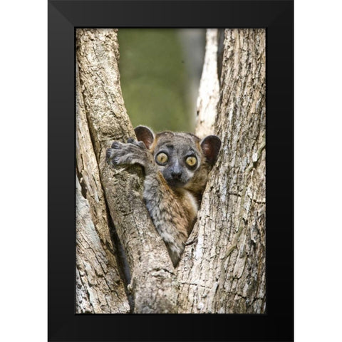 Madagascar White-footed sportive lemur in tree Black Modern Wood Framed Art Print by Williams, Joanne