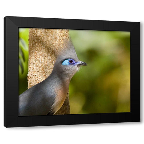 Madagascar Crested coua next to tree Black Modern Wood Framed Art Print with Double Matting by Williams, Joanne