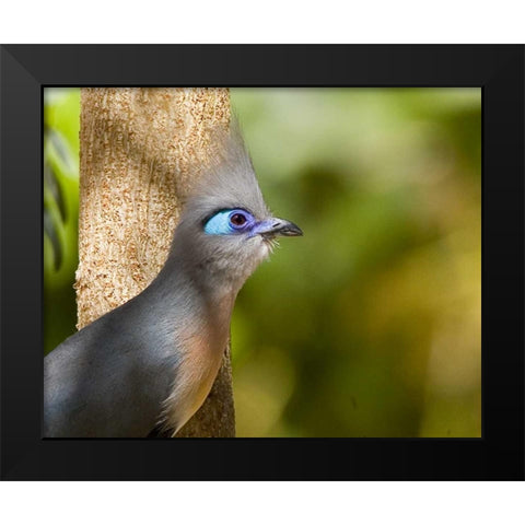 Madagascar Crested coua next to tree Black Modern Wood Framed Art Print by Williams, Joanne