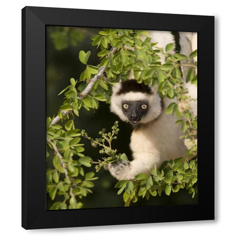 Madagascar Verreauxs sifaka hanging in tree Black Modern Wood Framed Art Print by Williams, Joanne